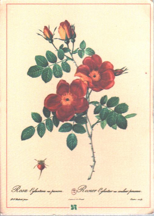 Cartes postales anciennes > CARTES POSTALES > carte postale ancienne > cartes-postales-ancienne.com Fleurs