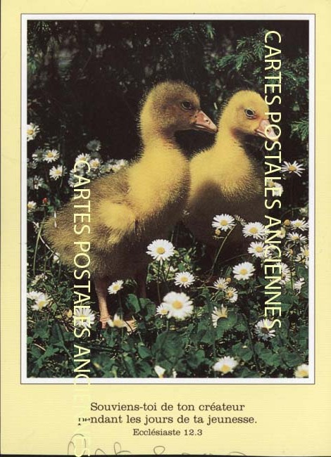 Cartes postales anciennes > CARTES POSTALES > carte postale ancienne > cartes-postales-ancienne.com Animaux