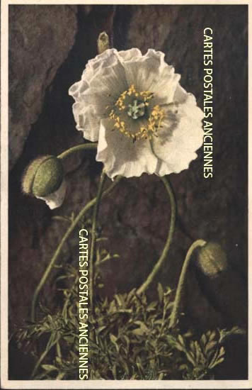 Cartes postales anciennes > CARTES POSTALES > carte postale ancienne > cartes-postales-ancienne.com Fleurs