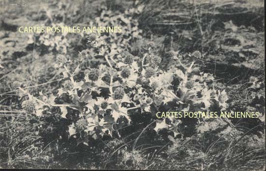 Cartes postales anciennes > CARTES POSTALES > carte postale ancienne > cartes-postales-ancienne.com Fleurs