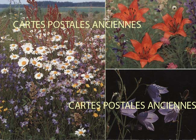 Cartes postales anciennes > CARTES POSTALES > carte postale ancienne > cartes-postales-ancienne.com Fleurs