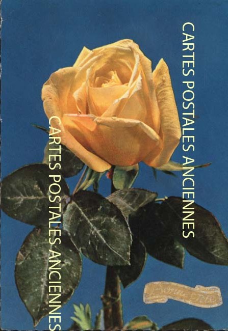 Cartes postales anciennes > CARTES POSTALES > carte postale ancienne > cartes-postales-ancienne.com Fleurs