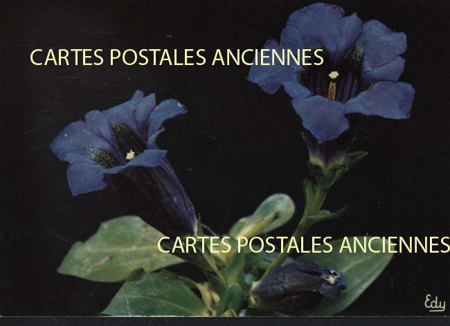 Cartes postales anciennes > CARTES POSTALES > carte postale ancienne > cartes-postales-ancienne.com Fleurs