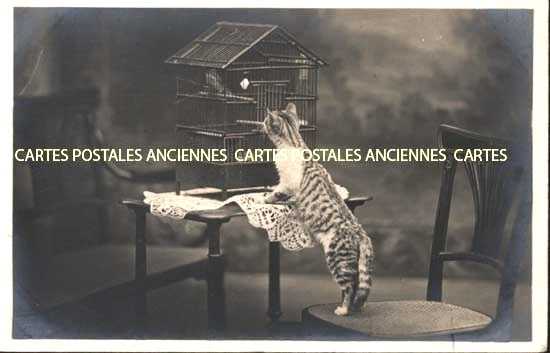 Cartes postales anciennes > CARTES POSTALES > carte postale ancienne > cartes-postales-ancienne.com Animaux Chats