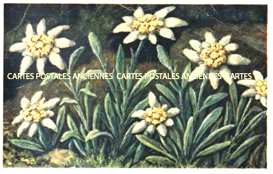 Cartes postales anciennes > CARTES POSTALES > carte postale ancienne > cartes-postales-ancienne.com Fleurs