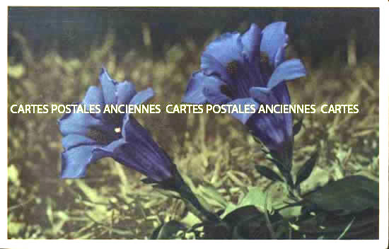 Cartes postales anciennes > CARTES POSTALES > carte postale ancienne > cartes-postales-ancienne.com Fleurs