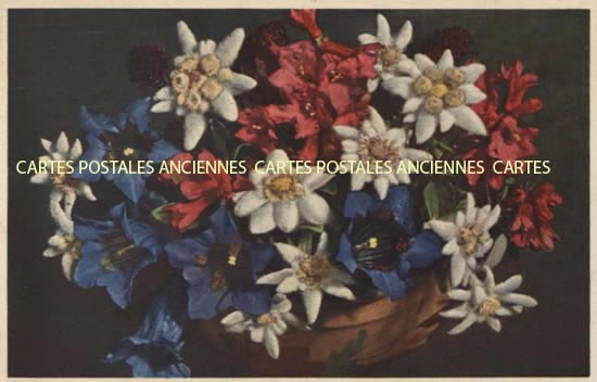 Cartes postales anciennes > CARTES POSTALES > carte postale ancienne > cartes-postales-ancienne.com Fleurs