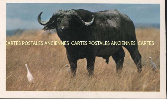 Cartes postales anciennes > CARTES POSTALES > carte postale ancienne > cartes-postales-ancienne.com Animaux Buffles vaches taureaux