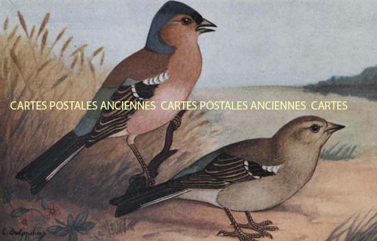 Cartes postales anciennes > CARTES POSTALES > carte postale ancienne > cartes-postales-ancienne.com Animaux Oiseaux