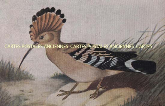 Cartes postales anciennes > CARTES POSTALES > carte postale ancienne > cartes-postales-ancienne.com Animaux Oiseaux