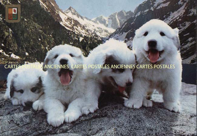 Cartes postales anciennes > CARTES POSTALES > carte postale ancienne > cartes-postales-ancienne.com Animaux Chiens