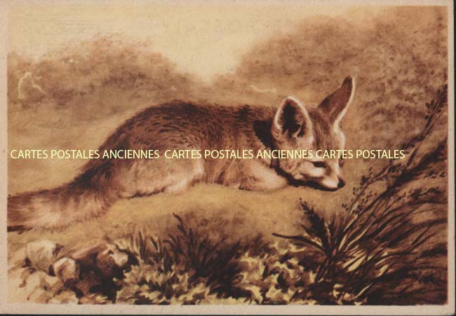 Cartes postales anciennes > CARTES POSTALES > carte postale ancienne > cartes-postales-ancienne.com Animaux Chasse