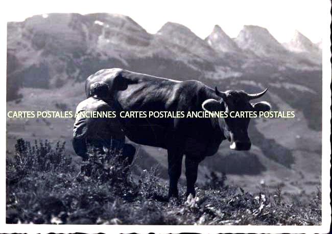Cartes postales anciennes > CARTES POSTALES > carte postale ancienne > cartes-postales-ancienne.com Animaux Buffles vaches taureaux