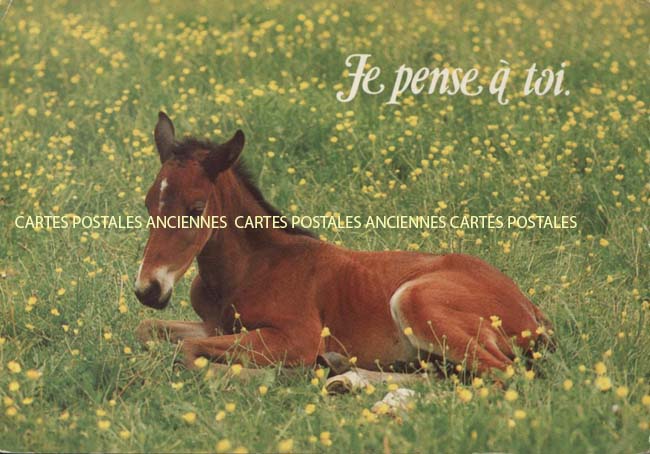 Cartes postales anciennes > CARTES POSTALES > carte postale ancienne > cartes-postales-ancienne.com Animaux Chevaux anes chevres