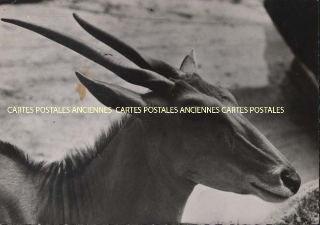 Cartes postales anciennes > CARTES POSTALES > carte postale ancienne > cartes-postales-ancienne.com Animaux Chasse