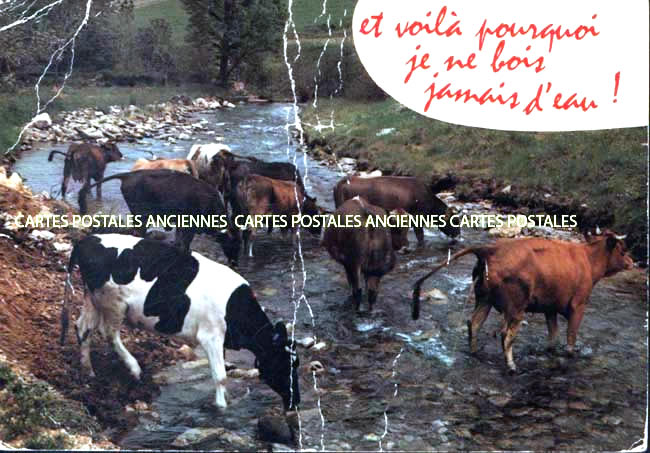 Cartes postales anciennes > CARTES POSTALES > carte postale ancienne > cartes-postales-ancienne.com Humour Animaux