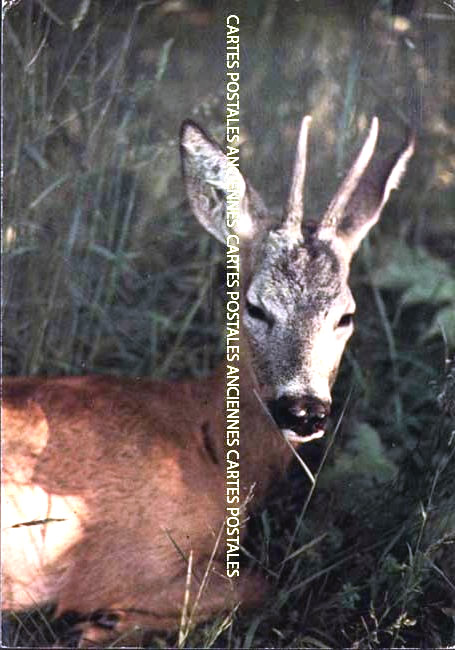 Animals