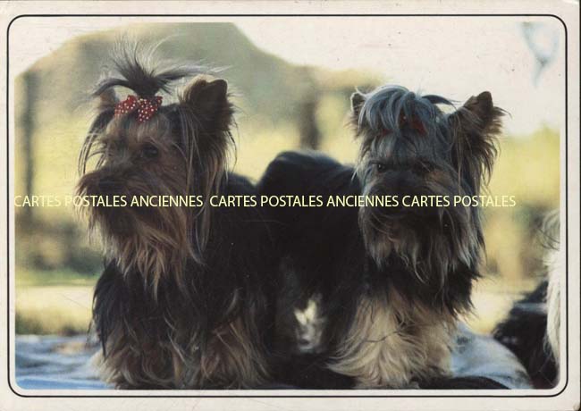 Cartes postales anciennes > CARTES POSTALES > carte postale ancienne > cartes-postales-ancienne.com Animaux Chiens