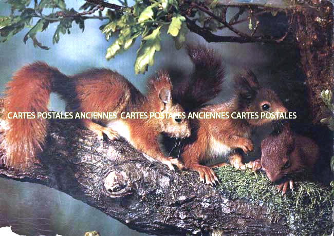 Cartes postales anciennes > CARTES POSTALES > carte postale ancienne > cartes-postales-ancienne.com Animaux Foret