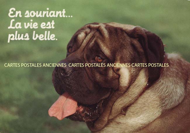 Cartes postales anciennes > CARTES POSTALES > carte postale ancienne > cartes-postales-ancienne.com Animaux Chiens