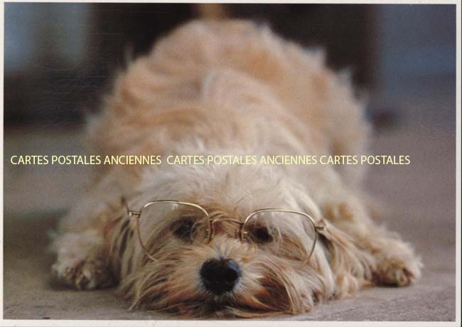 Cartes postales anciennes > CARTES POSTALES > carte postale ancienne > cartes-postales-ancienne.com Animaux Chiens