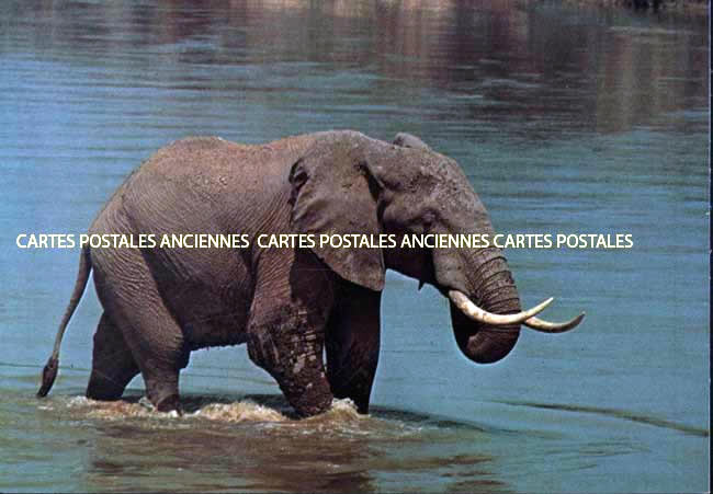 Cartes postales anciennes > CARTES POSTALES > carte postale ancienne > cartes-postales-ancienne.com Animaux Sauvages