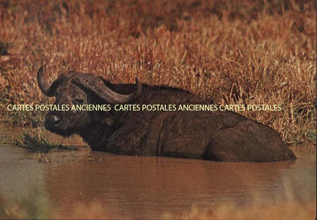 Cartes postales anciennes > CARTES POSTALES > carte postale ancienne > cartes-postales-ancienne.com Animaux Sauvages