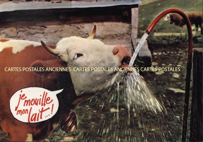 Cartes postales anciennes > CARTES POSTALES > carte postale ancienne > cartes-postales-ancienne.com Animaux Buffles vaches taureaux