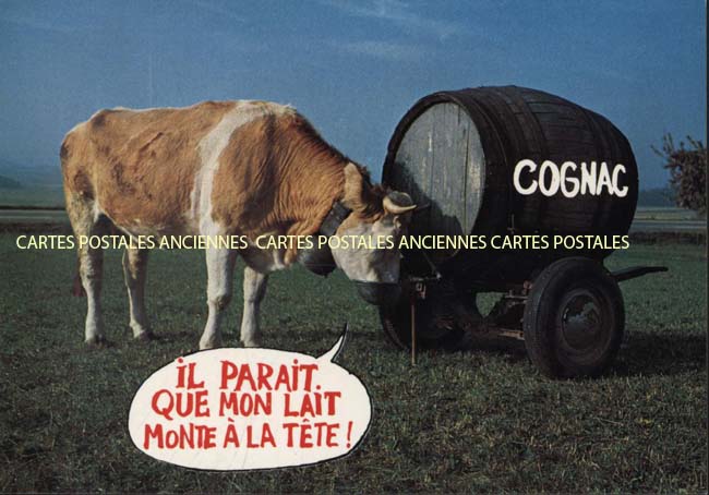 Cartes postales anciennes > CARTES POSTALES > carte postale ancienne > cartes-postales-ancienne.com Animaux Buffles vaches taureaux