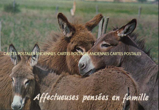 Cartes postales anciennes > CARTES POSTALES > carte postale ancienne > cartes-postales-ancienne.com Animaux Chevaux anes chevres