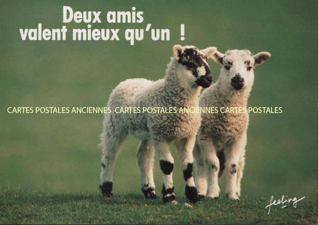 Cartes postales anciennes > CARTES POSTALES > carte postale ancienne > cartes-postales-ancienne.com Animaux Moutons