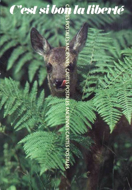 Animals
