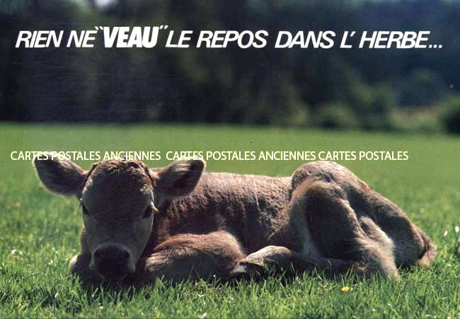 Cartes postales anciennes > CARTES POSTALES > carte postale ancienne > cartes-postales-ancienne.com Animaux Buffles vaches taureaux