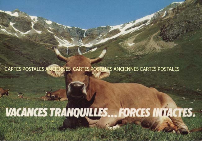 Cartes postales anciennes > CARTES POSTALES > carte postale ancienne > cartes-postales-ancienne.com Animaux Buffles vaches taureaux