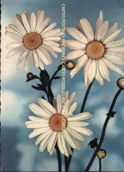 Cartes postales anciennes > CARTES POSTALES > carte postale ancienne > cartes-postales-ancienne.com Fleurs