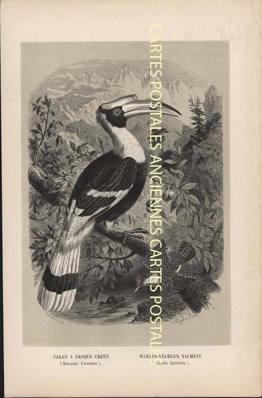 Fancy Illustrator Animaux