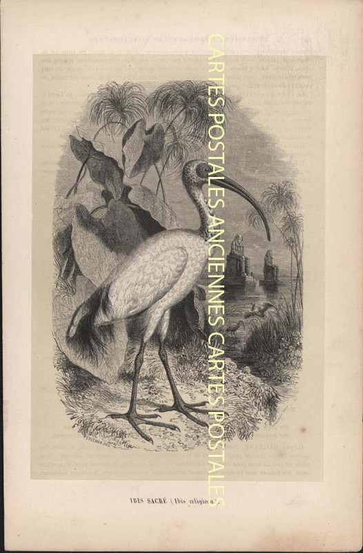 Fancy Illustrator Animaux