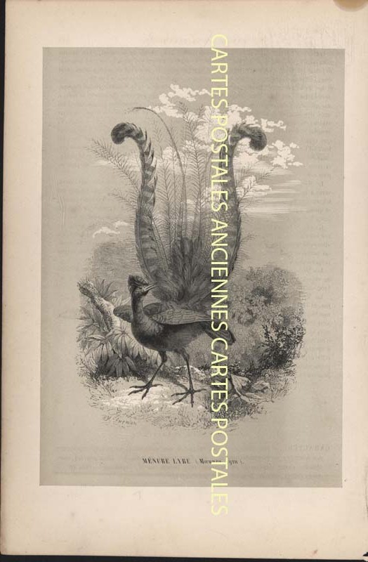 Fancy Illustrator Animaux
