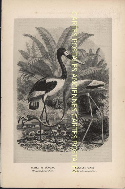 Fancy Illustrator Animaux