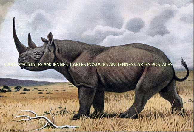 Cartes postales anciennes > CARTES POSTALES > carte postale ancienne > cartes-postales-ancienne.com Animaux Sauvages