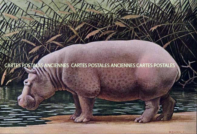 Cartes postales anciennes > CARTES POSTALES > carte postale ancienne > cartes-postales-ancienne.com Animaux Sauvages