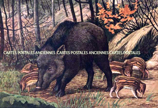 Cartes postales anciennes > CARTES POSTALES > carte postale ancienne > cartes-postales-ancienne.com Animaux Foret