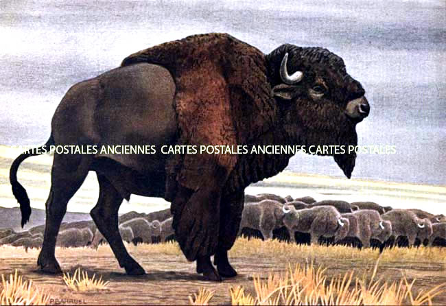 Cartes postales anciennes > CARTES POSTALES > carte postale ancienne > cartes-postales-ancienne.com