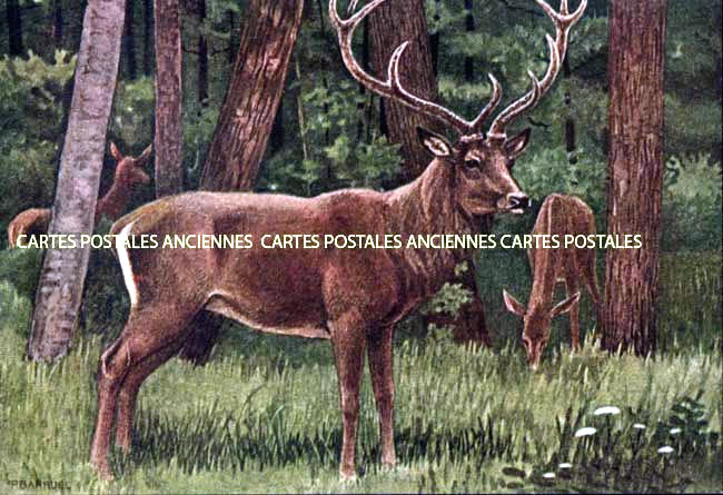 Cartes postales anciennes > CARTES POSTALES > carte postale ancienne > cartes-postales-ancienne.com