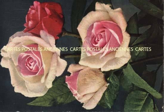 Cartes postales anciennes > CARTES POSTALES > carte postale ancienne > cartes-postales-ancienne.com Fleurs