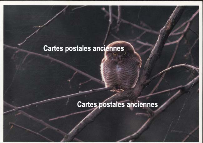 Cartes postales anciennes > CARTES POSTALES > carte postale ancienne > cartes-postales-ancienne.com