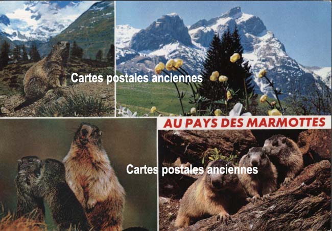 Cartes postales anciennes > CARTES POSTALES > carte postale ancienne > cartes-postales-ancienne.com Animaux Divers Chambery