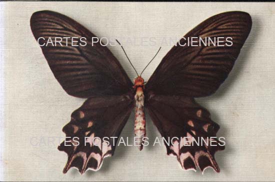 Cartes postales anciennes > CARTES POSTALES > carte postale ancienne > cartes-postales-ancienne.com