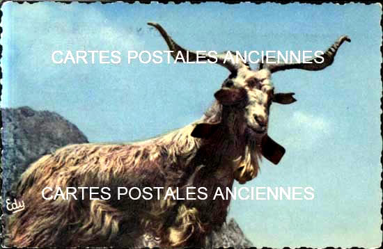 Cartes postales anciennes > CARTES POSTALES > carte postale ancienne > cartes-postales-ancienne.com Animaux Divers Chambery