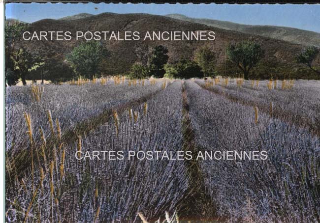 Cartes postales anciennes > CARTES POSTALES > carte postale ancienne > cartes-postales-ancienne.com Paysage Provencal